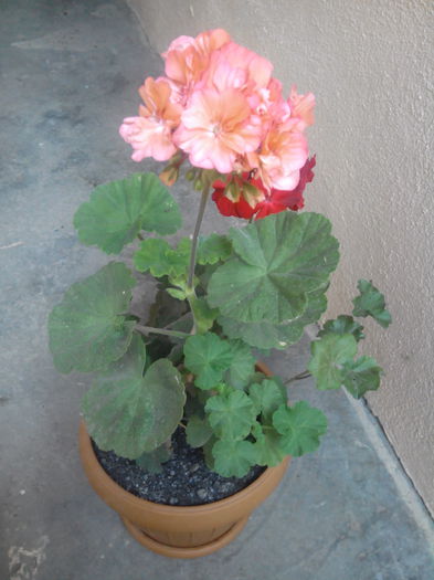 IMG_20150704_130532 - floricele 2015