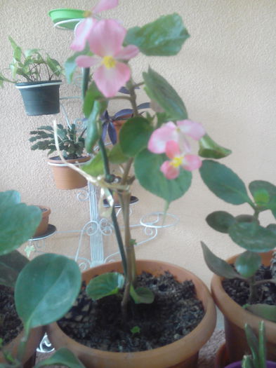 IMG_20150704_130656 - floricele 2015