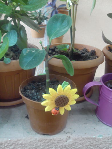 IMG_20150704_130710 - floricele 2015