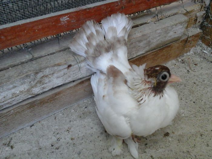 20150704_191549 - Orizonturi pt obtinerea de Nord Caucazian cu coada rosie  red tail pigeons