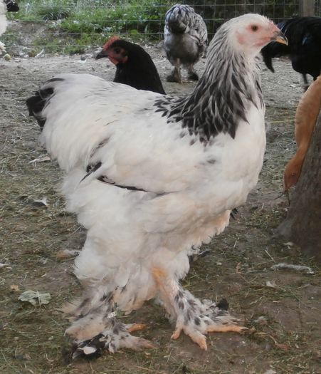 P7030162