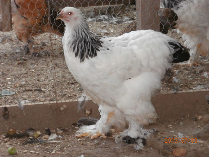 P7030084