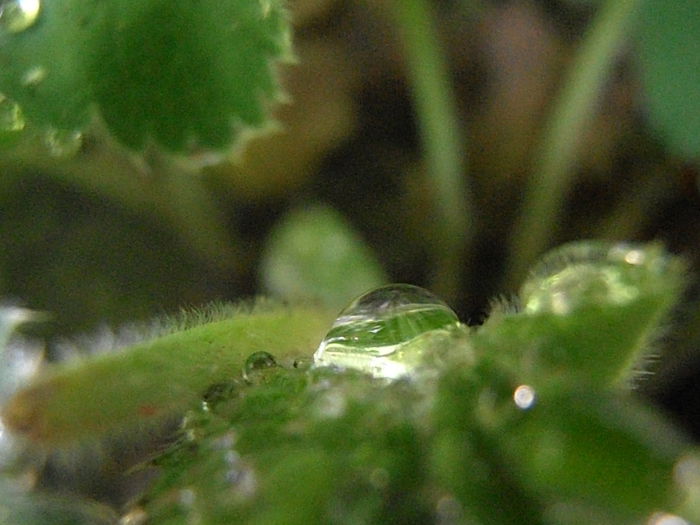 P7010088 (2) - STROPI SI PICATURI