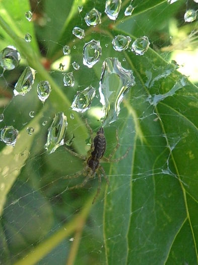 P7010103 - STROPI SI PICATURI