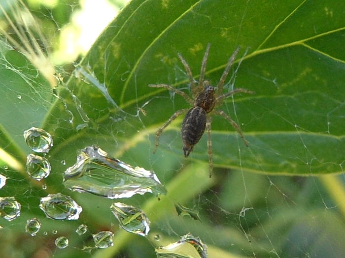 P7010110 - STROPI SI PICATURI