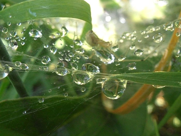 P7010116 - STROPI SI PICATURI