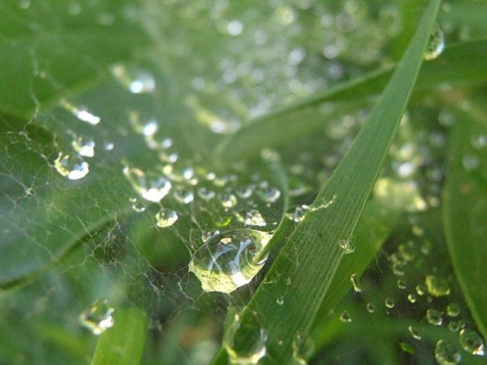 P7010117 - STROPI SI PICATURI