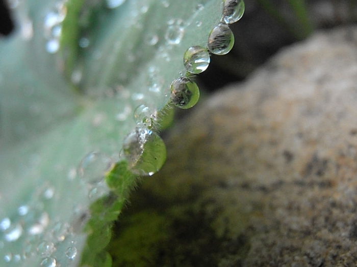 P7010134 - STROPI SI PICATURI