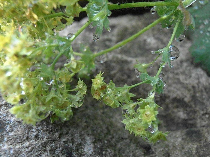 P7010144 - STROPI SI PICATURI