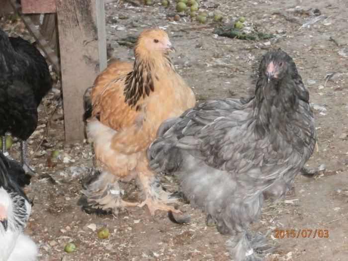 P7030131