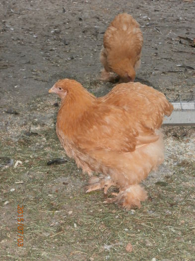 P7030066