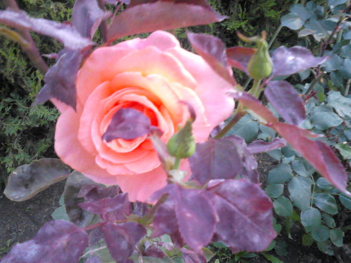 IMG_20150704_204439 - trandafiri
