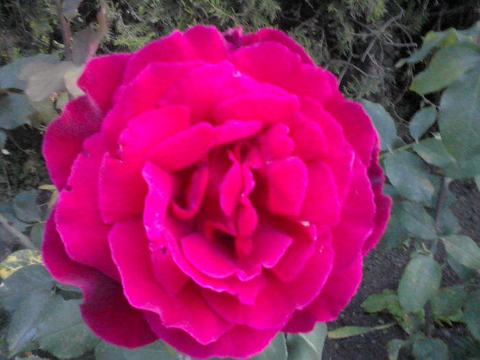 IMG_20150704_204418 - trandafiri