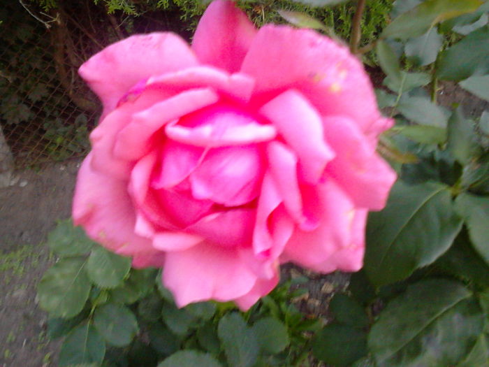IMG_20150704_204241 - trandafiri