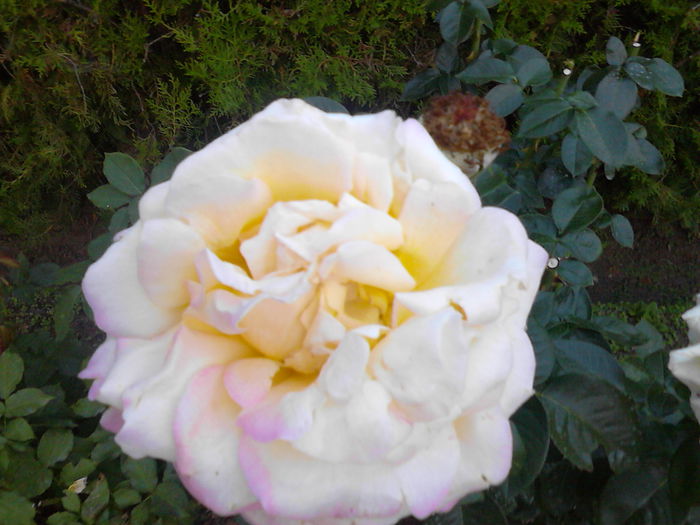 IMG_20150704_204224 - trandafiri