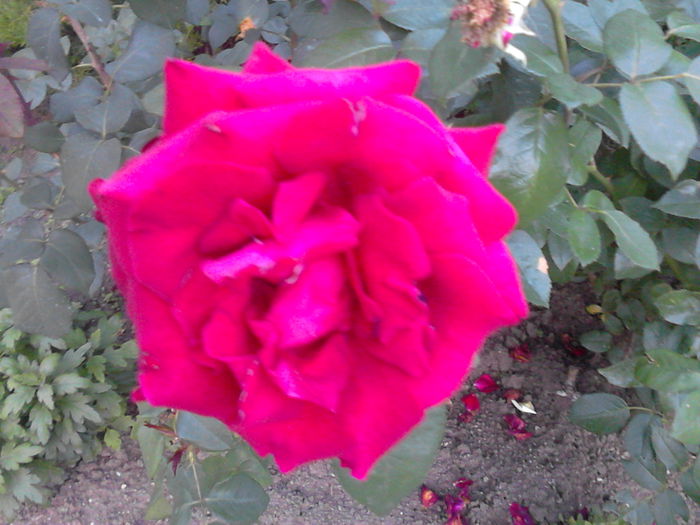 IMG_20150704_204208 - trandafiri