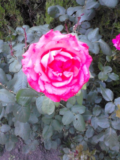 IMG_20150704_204109 - trandafiri