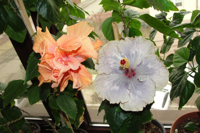 Jane Coweel @ Black and Blue