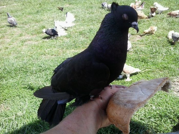 2015-06-28 14.36.50 - Voltati indian-Vinduti
