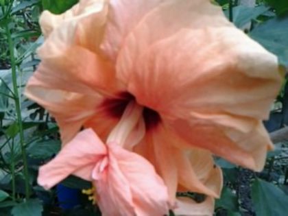 Fotografie5929 - Hibiscusi 1