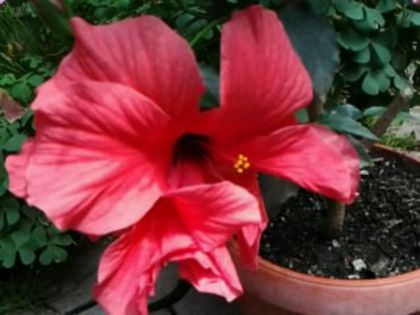 Fotografie5909 - Hibiscusi 1