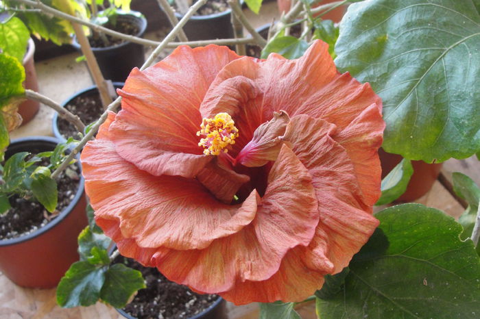 Tahitian Burning Sands