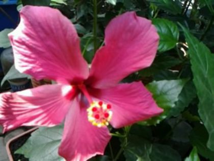 Fotografie6083 - Hibiscusi 1