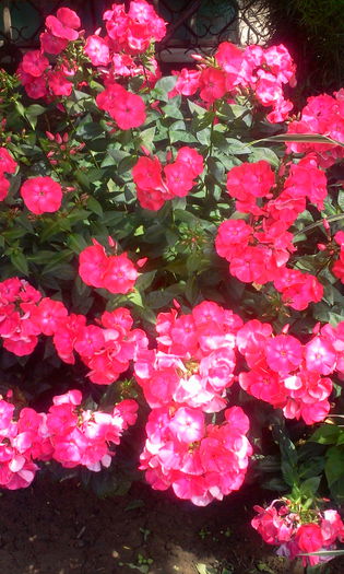 Fotografie2560 - Alte flori