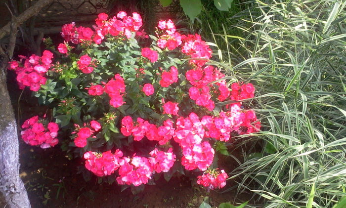 Fotografie2561 - Alte flori