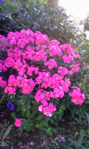 Fotografie2583 - Alte flori
