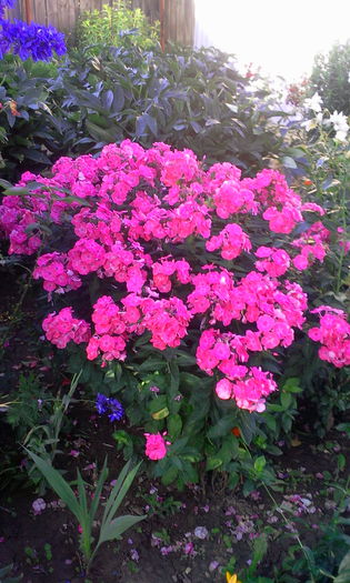 Fotografie2585 - Alte flori