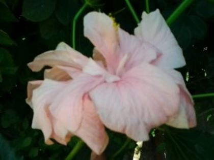 Fotografie6061 - Hibiscusi 1