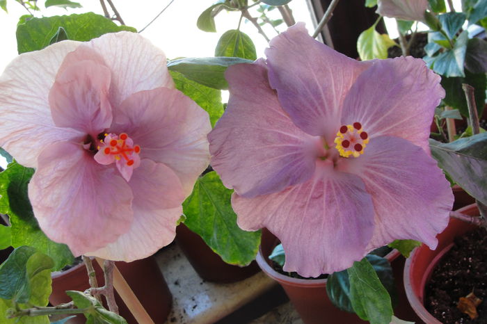 The Magican @ Cajun Blue