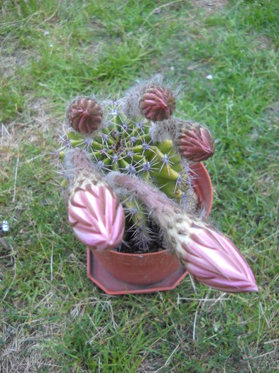 041 - Cactusi 2015-2020