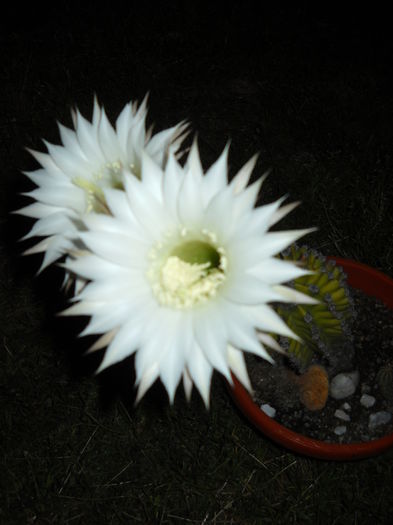 049 - Cactusi 2015-2020