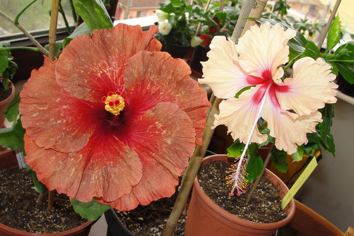 Tahitian Burning Sands @ Antilles Soumon