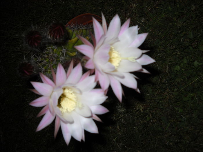 050 - Cactusi 2015-2020