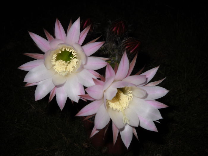 057 - Cactusi 2015-2020