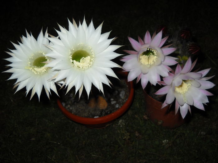 Duett - Cactusi 2015-2020