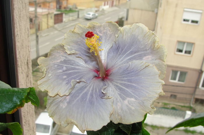  - A0-Hibiscus 2015-1