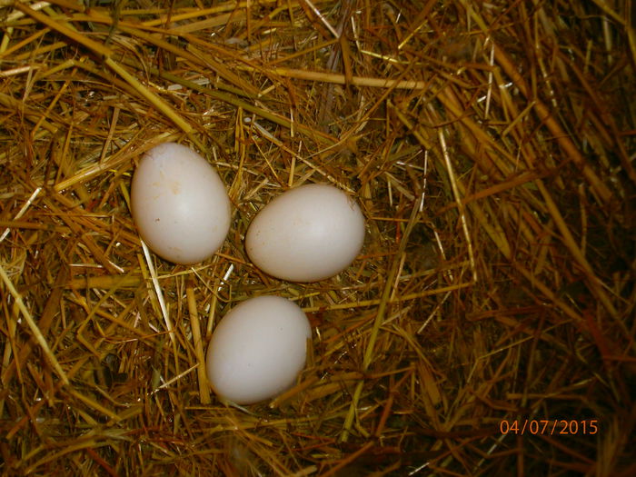 alt cuib de  gasculite pe 2015