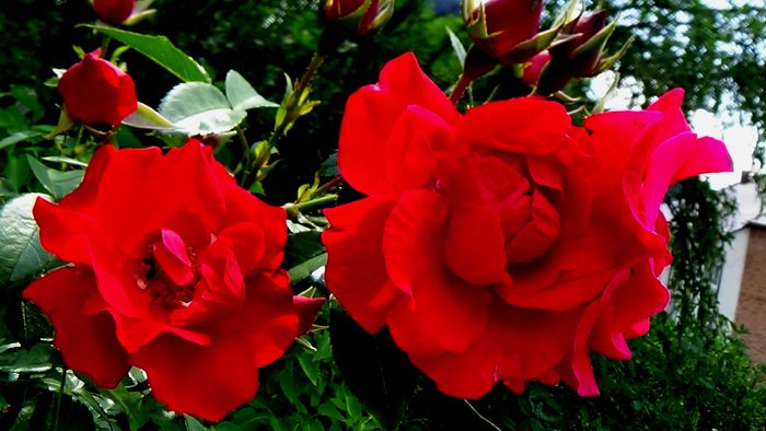 DSC07367 - Tradition 95