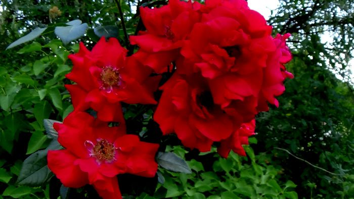 DSC07365 - Tradition 95