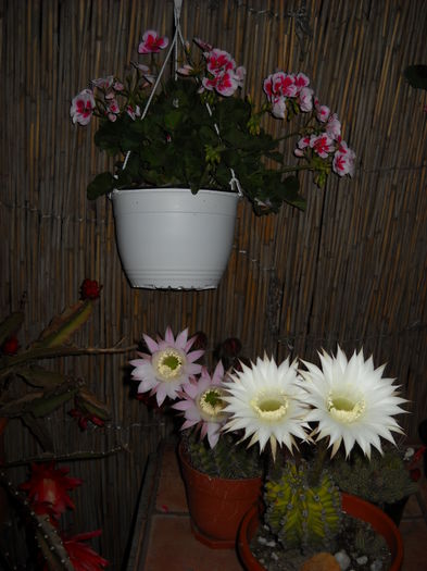 064 - Cactusi 2015-2020