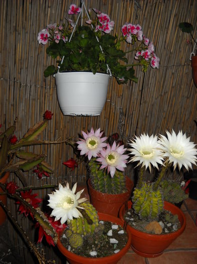 Un grup de echinopsis