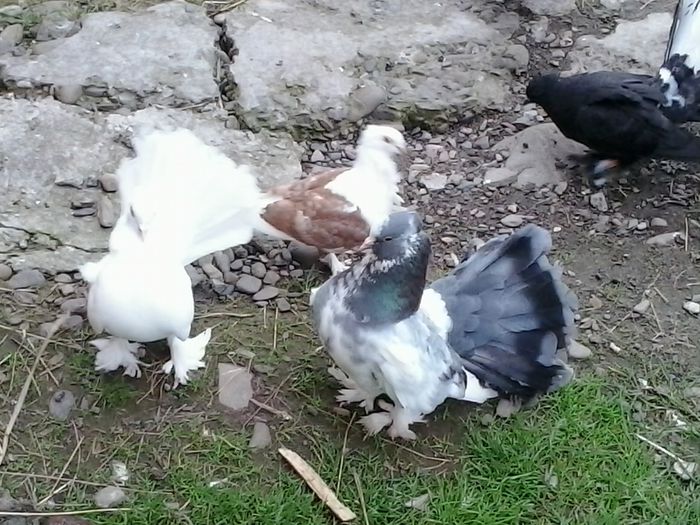 2015-05-27 18.01.28 - La GRAMADA