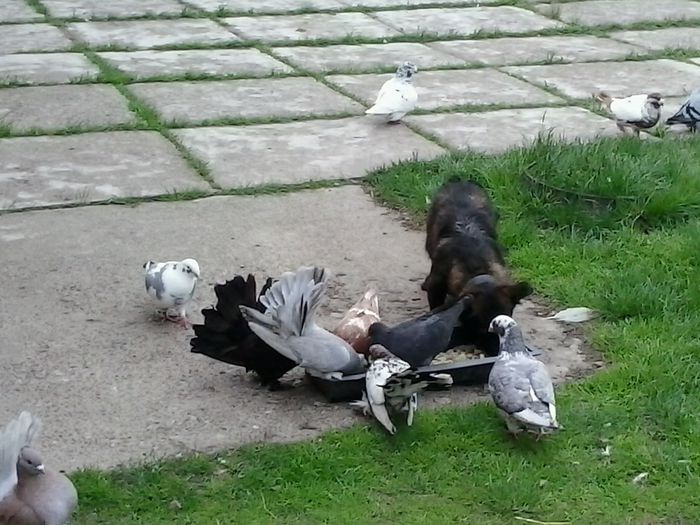 2015-05-27 18.01.39 - La GRAMADA