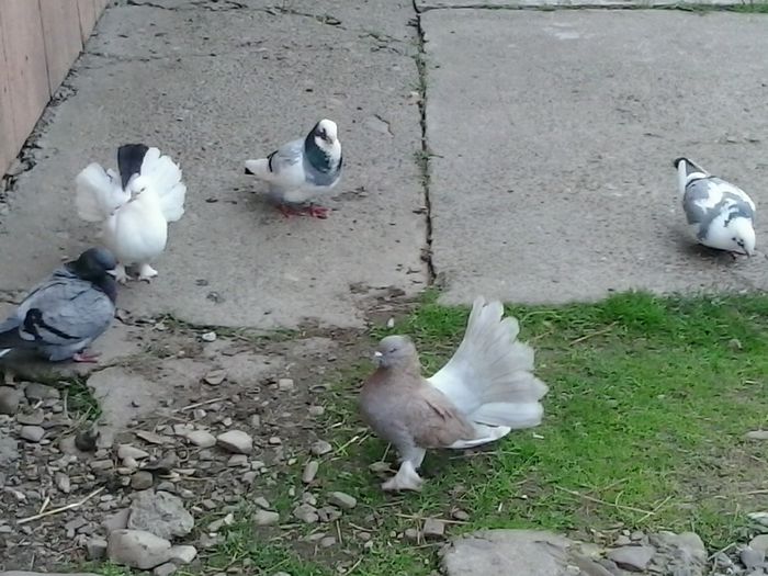 2015-05-27 18.01.44 - La GRAMADA