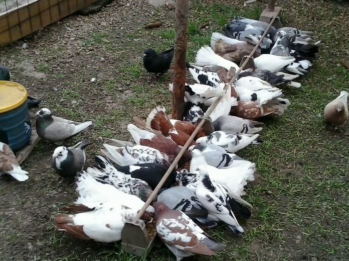 2015-05-27 18.05.31 - La GRAMADA