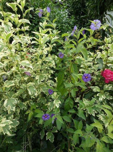SAM_9015